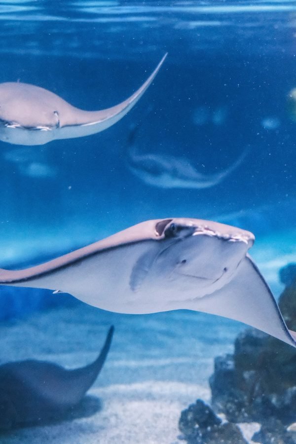 SEA LIFE Bangkok Ocean World – Activity in Pathum Wan, Bangkok