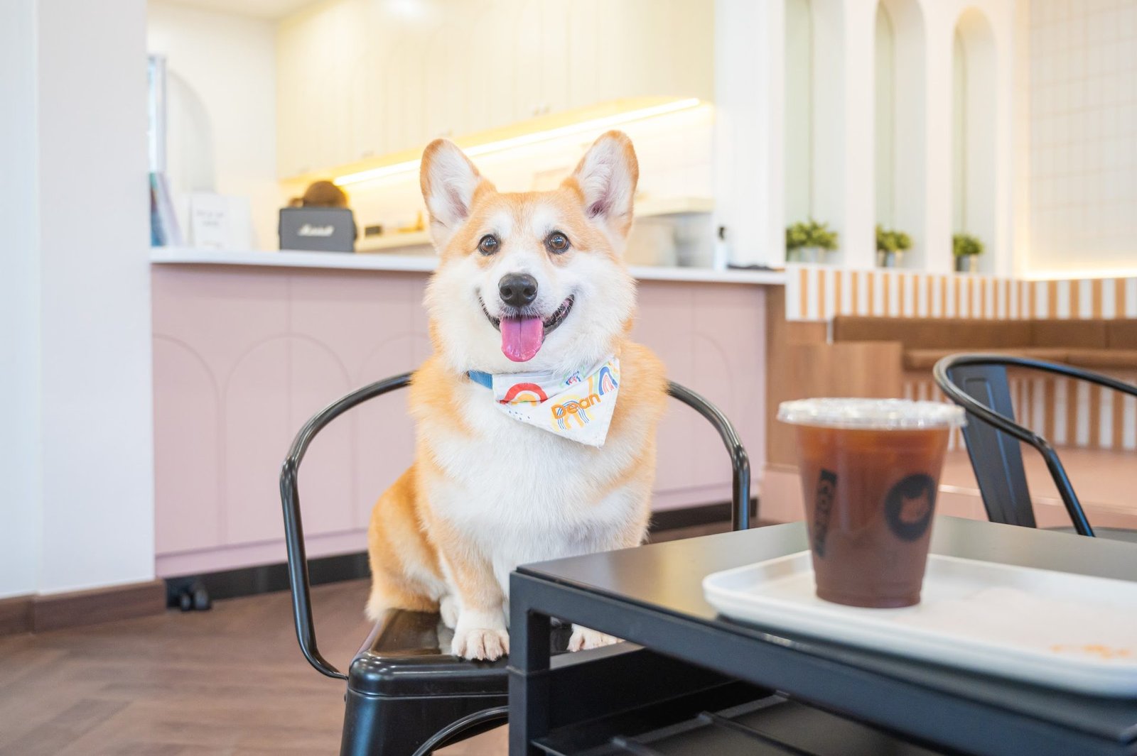 Corgi in the Garden, café in Phasi Charoen, Bangkok