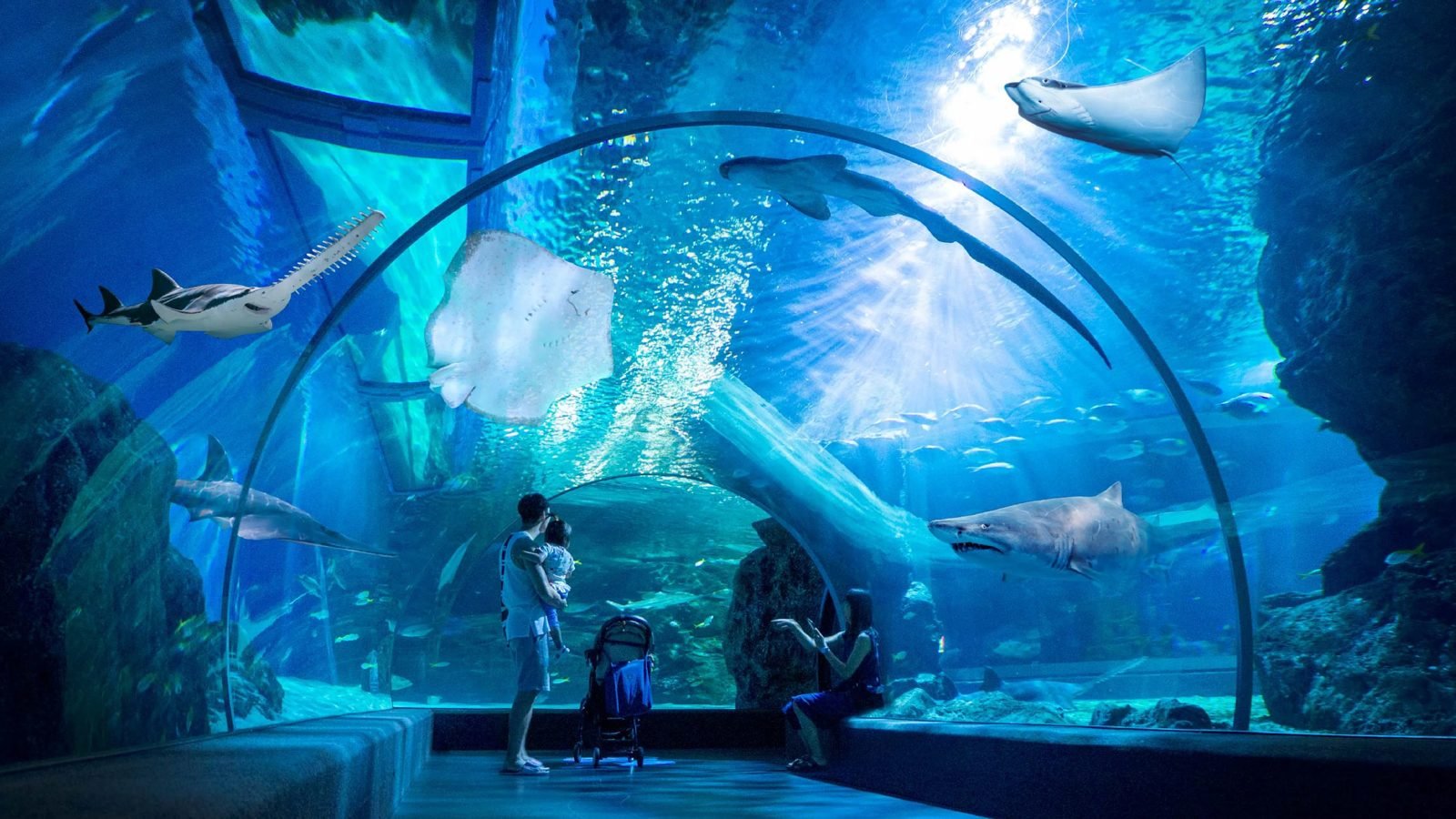 SEA LIFE Bangkok Ocean World, activity in Pathum Wan, Bangkok