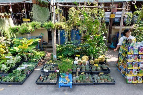 Plant market section at Bang Nam Phueng Floating Market