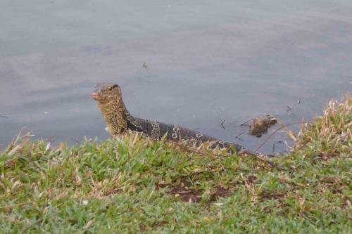 Water monitor lizards at Lumphini Park